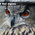 Wild owl Jigsaw